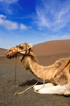 Camel in Lanzarote in timanfaya fire mountains at Canary Islands