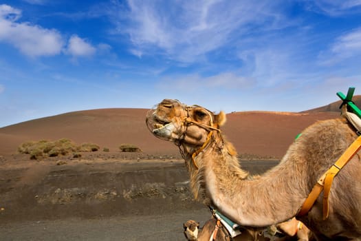 Camel in Lanzarote in timanfaya fire mountains at Canary Islands