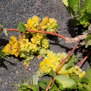 Lanzarote La Geria vineyard on black volcanic soil in Canary Islands
