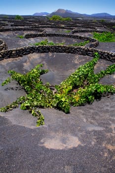 Lanzarote La Geria vineyard on black volcanic soil in Canary Islands