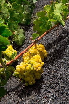 Lanzarote La Geria vineyard on black volcanic soil in Canary Islands