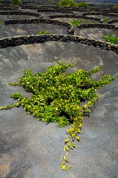 Lanzarote La Geria vineyard on black volcanic soil in Canary Islands