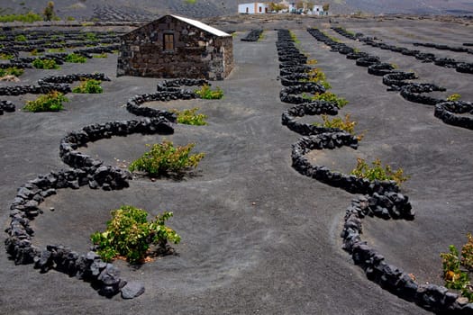 Lanzarote La Geria vineyard on black volcanic soil in Canary Islands