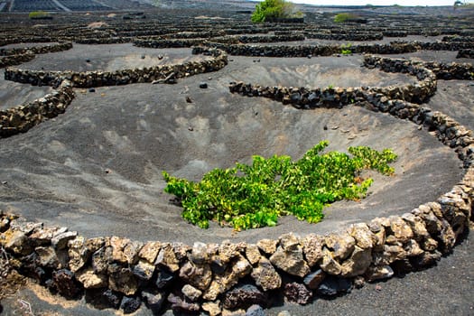 Lanzarote La Geria vineyard on black volcanic soil in Canary Islands