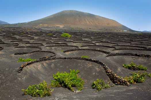 Lanzarote La Geria vineyard on black volcanic soil in Canary Islands