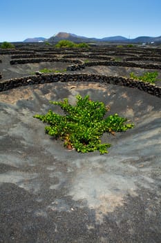 Lanzarote La Geria vineyard on black volcanic soil in Canary Islands