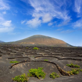 Lanzarote La Geria vineyard on black volcanic soil in Canary Islands
