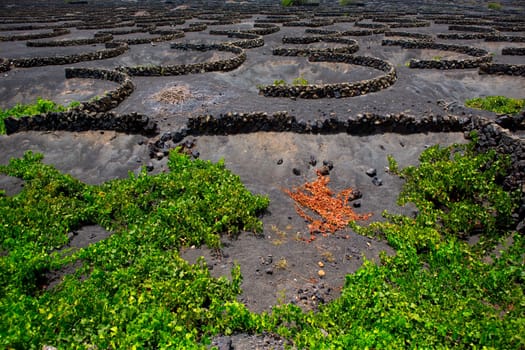 Lanzarote La Geria vineyard on black volcanic soil in Canary Islands
