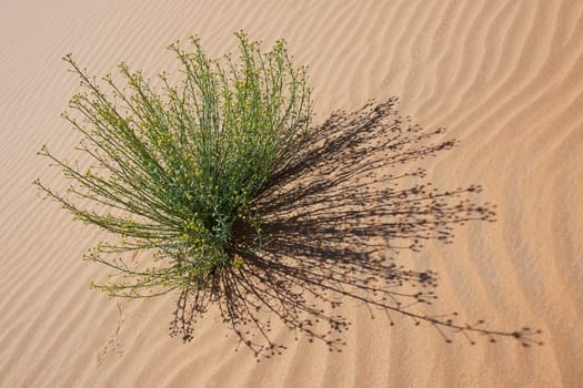 Green plant with tiny yellow blossoms in desert sand, Merzouga, Morocco.