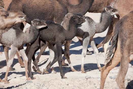 Herd of dromedaries (camels) with small dromedary babies in the Sahara desert, Morocco.