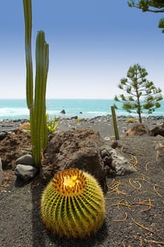 El Golfo in Lanzarote cactus of Atlantic shore at Canary Islands