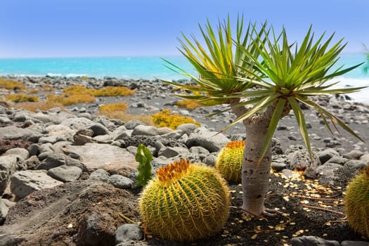 El Golfo in Lanzarote cactus of Atlantic shore at Canary Islands