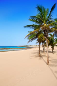 Arrecife Lanzarote Playa Reducto beach tropical palm trees at Canary Islands