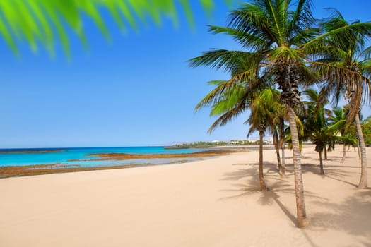 Arrecife Lanzarote Playa Reducto beach tropical palm trees at Canary Islands