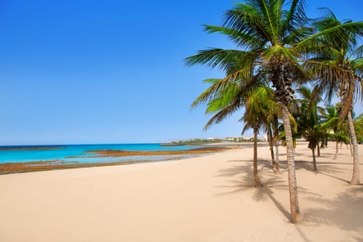 Arrecife Lanzarote Playa Reducto beach tropical palm trees at Canary Islands