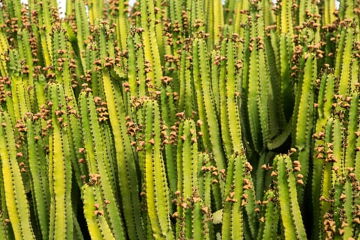 Cactus from Lanzarote pattern texture in Canary Islands