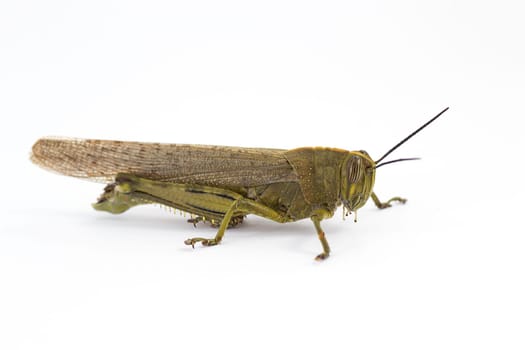 insect