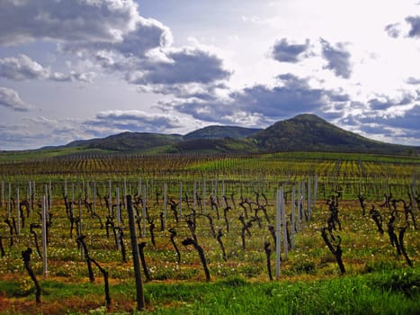 idyllic vineyard in autumn