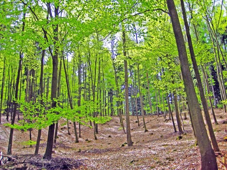 trees in the forest on spring time
