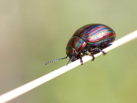 Rainbow leaf beetle (Chrysolina cerealis)