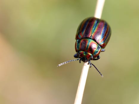 Rainbow leaf beetle (Chrysolina cerealis)