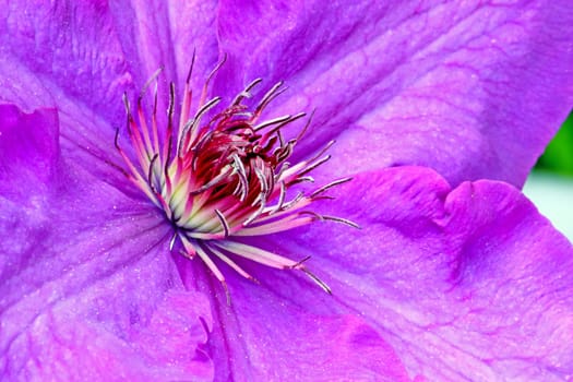 Flower of violet clematis, closeup