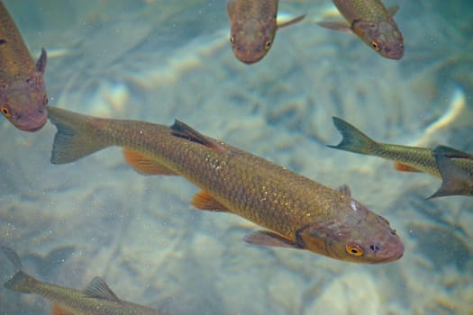 Big trout swimming in crystal clear water of Plitvice Lakes