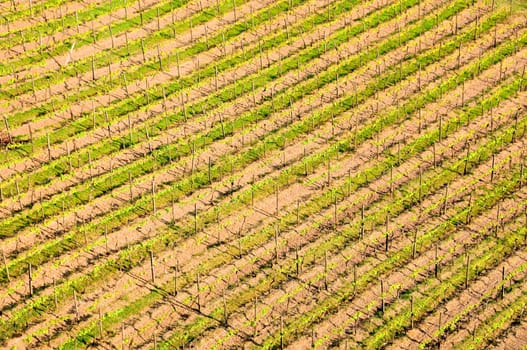 Grapevines in the Kraichgau