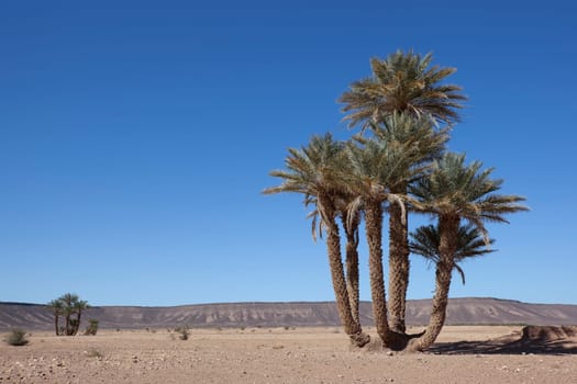 Group of date palms (Phoenix dactylifera) in the Sahara desert.