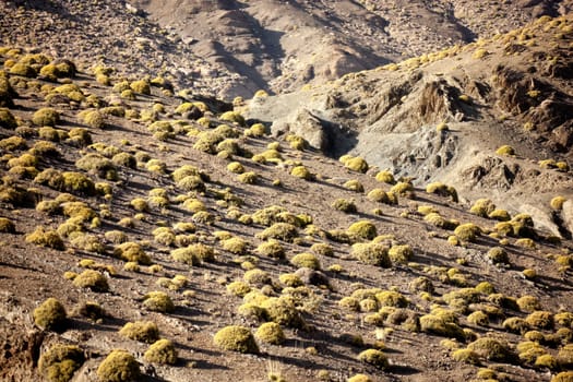 Rocky mountainside with small bushes in the High Atlas Mountains.