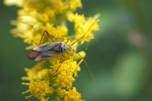 macro,close-up,insect,beaked candle,bug,soft bug,Miridae,Adelphocoris,nature,fauna,flora,animals,wildlife,wilderness,blossom,yellow flower,bird's eye view,nature fine art,nature photography,antennae drawing,long antennae,stem eye
