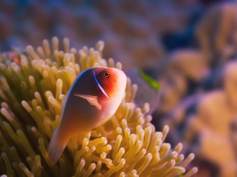 Anemone and Pink clownfish close-up.