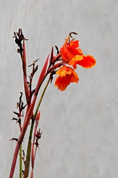 Generic arrangement of poppy like flora though they may be poppies of the Indian variety, shot location Goa