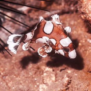 Small tropical fish Juvenile harlequin sweetlips