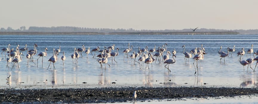 Flamingos, regional park of Camargue, Provence, France