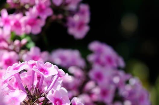 Autumn Blossoms