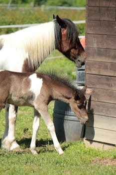 White and brown mother horse and her foal in a meadow next to a wood house