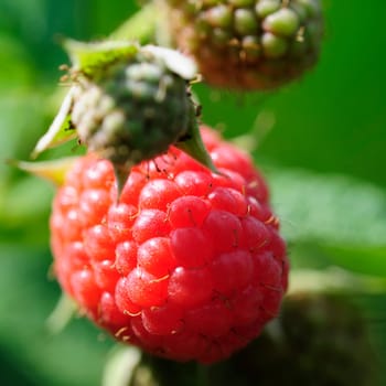 raspberry