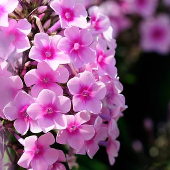 Autumn Blossoms