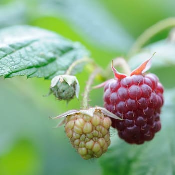 raspberry