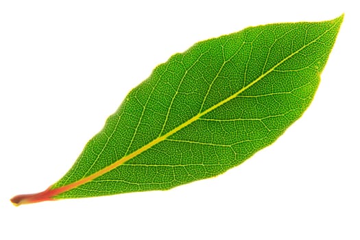 Single bay leaf (Laurus nobilis) isolated against white background
