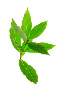 Branch of laurel (Laurus nobilis) isolated against white background