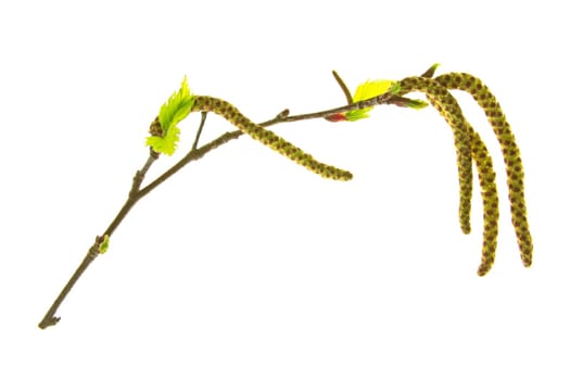 Blooming birch branch,isolated against white background