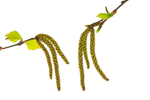 Blooming birch branches,isolated against white background