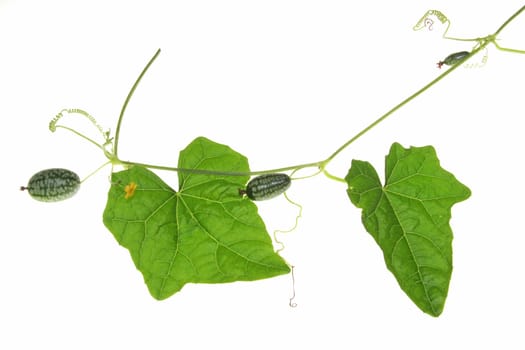 Mexican mini cucumber (Melothria scabra),tendril with leaves and fruits against white background