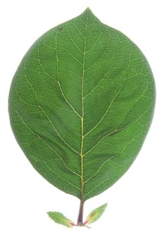 single leaf of quince (Cydonia oblonga),isolated against white background