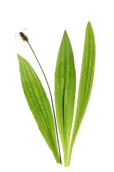 Plantain (Plantago lanceolata) flowers and leaves isolated against white background