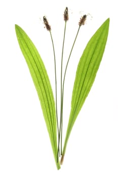Plantain (Plantago lanceolata) flowers and leaves isolated against white background