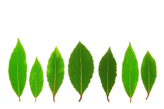 Bay leaves (Laurus nobilis) isolated against white background