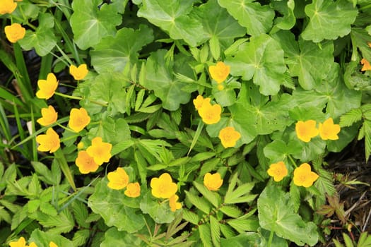 Blooming marsh marigold (Caltha palustris) in spring,Black Forest,Baden-Württemberg,Germany